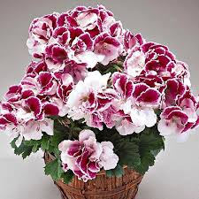 Royal pelargonium